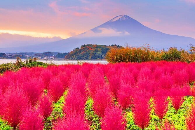 Mount Fuji Day Trip from Tokyo with Scenic Views - Who This Tour Is Perfect For