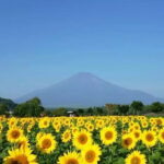 Mount Fuji Flower Viewing Limited Gotemba Outlet Tour - Third Stop: Hikawa Clock Shop