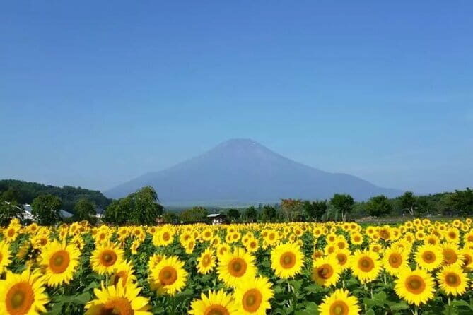 Mount Fuji Flower Viewing Limited Gotemba Outlet Tour - Third Stop: Hikawa Clock Shop