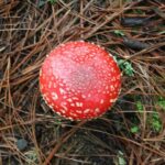 Mountaineering Malinche (4,460 meters) - Who Will Love This Tour?