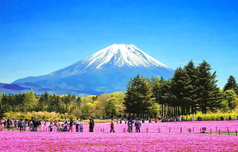 Mt. Fuji 6 Attractions Tour: Lake Kawaguchi, Oshino Hakkai - The Sum Up: Who Should Take This Tour?
