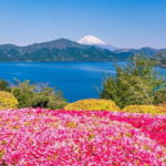 Mt Fuji and Hakone One Day Tour departure from Tokyo with lunch - Transportation, Timing, and Group Size