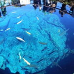 Mt Fuji Exploration Tour with Free Japanese Kusa Mochi from Tokyo - Final Thoughts