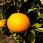 Mt Koya 1 Day Bus Tour from Osaka - Why This Tour Is a Good Choice