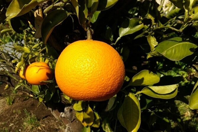 Mt Koya 1 Day Bus Tour from Osaka - Why This Tour Is a Good Choice