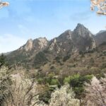 Mt. Seorak+Nami Island+Garden of Morning Calm Day Trip from Seoul - Who Will Love This Tour?