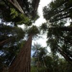 Muir Woods and Sausalito Afternoon Tour Small-Group Half-Day - A Deep Dive into the Itinerary: What to Expect