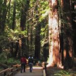 Muir Woods and Sausalito Morning Tour Small-Group Half Day - A Detailed Look at What’s Included and What to Expect