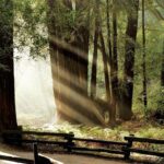 Muir Woods & Napa-8hr-Private Scenic Wine Tour From San Francisco - What’s Included and What’s Not