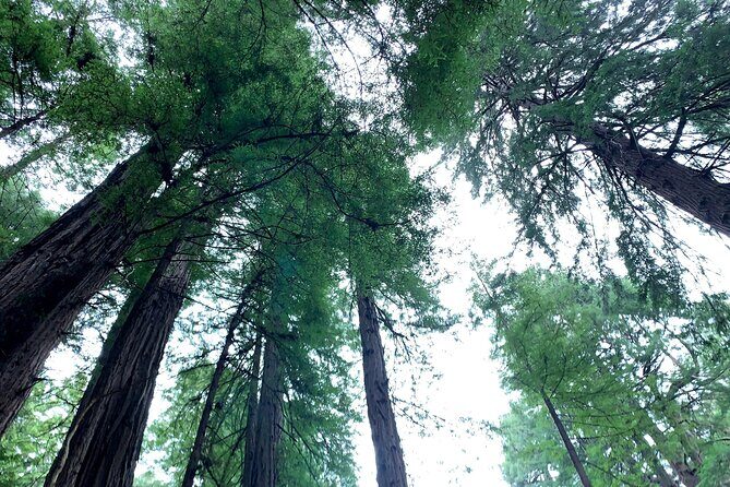 Muir Woods, Sausalito and Golden Gate Bridge - Who Will Love This Tour?