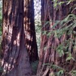 Muir Woods, Sausalito and Tiburon Day Trip from San Francisco - Who’s This Tour Best For?