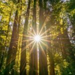 Muir Woods & Sausalito Tour + Hop-On Hop-Off Tour - Detailed Review of the Experience