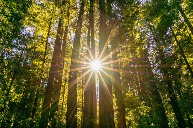 Muir Woods & Sausalito Tour + Hop-On Hop-Off Tour - Detailed Review of the Experience