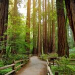 Muir Woods Self-Guided Driving and Walking Audio Tour - What the Tour Includes and Leaves Out