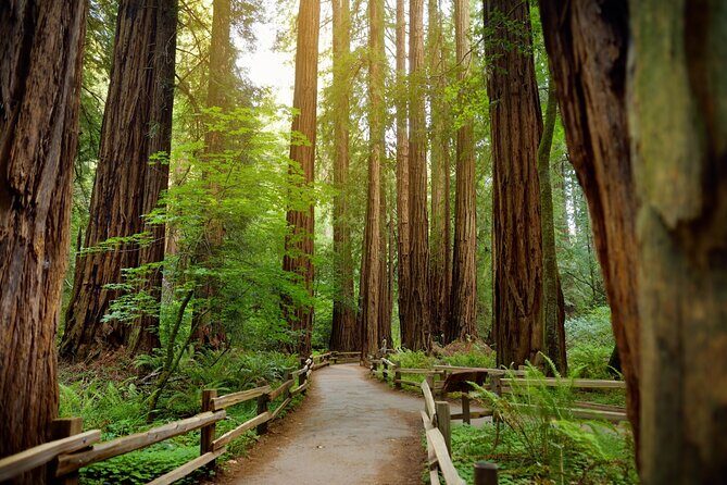 Muir Woods Self-Guided Driving and Walking Audio Tour - What the Tour Includes and Leaves Out