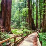 Muir Woods & Wine Tour: Redwoods & Tastings at 3 Wineries - Who Will Love This Tour?