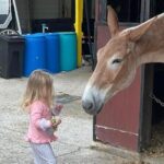Mules in New Orleans Barn Tour - A Close Look at the Mules in New Orleans Barn Tour