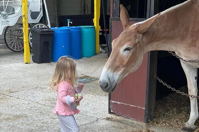 Mules in New Orleans Barn Tour - A Close Look at the Mules in New Orleans Barn Tour