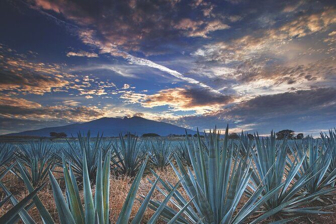Multi Day Tequila Tour - What Travelers Can Expect in Practical Terms