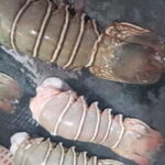 Mumbai Coastal Cooking: From Fishing Net to Flavourful Plate - Key Points