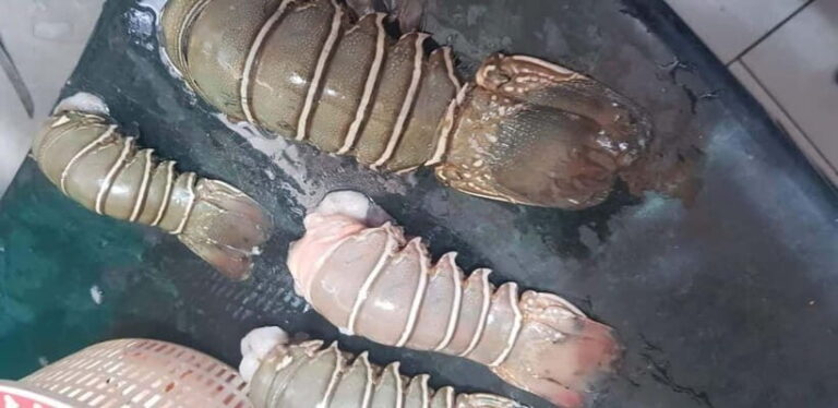 Mumbai Coastal Cooking: From Fishing Net to Flavourful Plate - Key Points