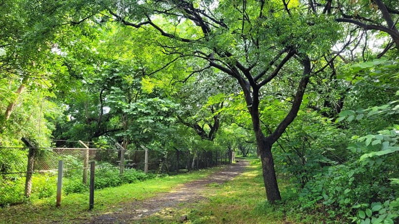 Mumbai: Maharashtra Nature Park Guided Nature Trail - Why This Tour Offers Great Value