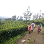 Munnar: Half Day Trekking Through Tea Plantation - A Closer Look at the Munnar Trekking Experience