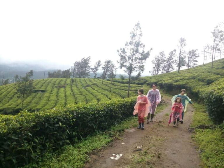Munnar: Half Day Trekking Through Tea Plantation - A Closer Look at the Munnar Trekking Experience
