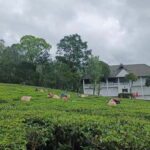 Munnar Nature Walk - An In-Depth Look at the Munnar Nature Walk Experience