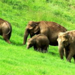 Munnar site-seeing Tour - The Full Picture: Is It Worth It?