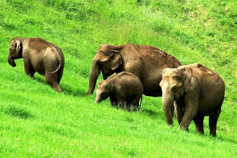 Munnar site-seeing Tour - The Full Picture: Is It Worth It?