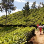 Munnar Tea Plantation Evening walking with Sunset View - Practical Details and Tips