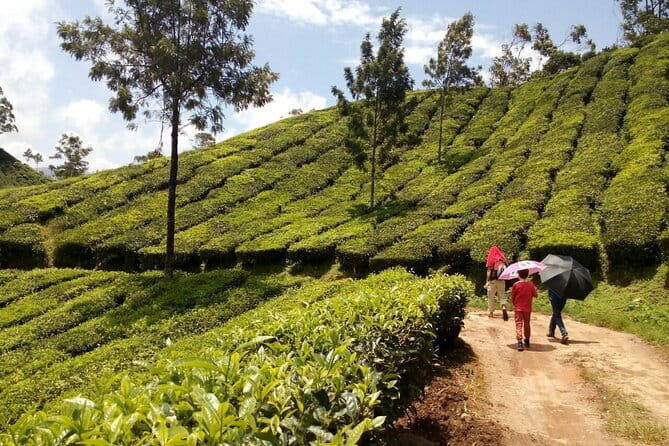 Munnar Tea Plantation Evening walking with Sunset View - Practical Details and Tips