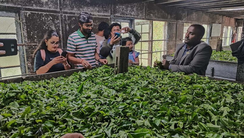 Munnar: Tea trail, Tea Factory, and Tea Tasting Tour - An In-Depth Look at the Munnar Tea Tour