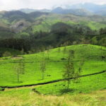 Munnar Tea Trail Tour , Tea factory visit & Tea Tasting - The Balance of Value and Authenticity