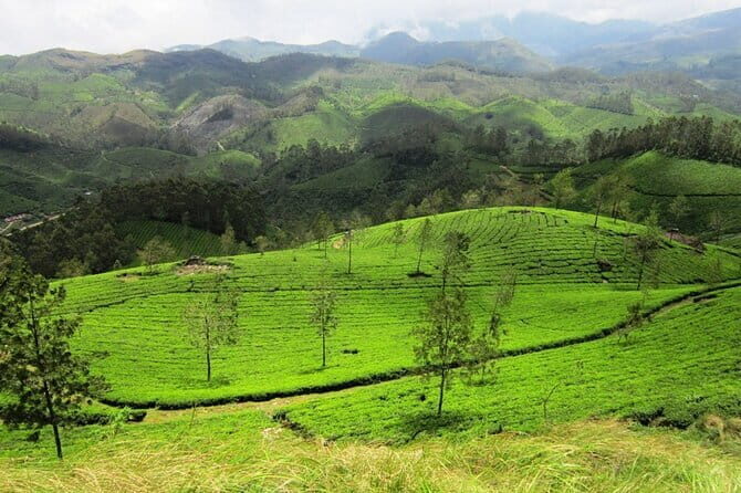 Munnar Tea Trail Tour , Tea factory visit & Tea Tasting - The Balance of Value and Authenticity