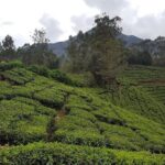 Munnar Tea Trail Tour with Factory Experience ( By Munnar Info) - Who Will Love This Tour?