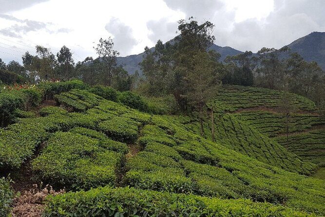 Munnar Tea Trail Tour with Factory Experience ( By Munnar Info) - Who Will Love This Tour?