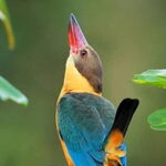 Muthurajawela Bird Watching Tour From Colombo & Negombo - Exploring the Muthurajawela Bird Watching Tour in Detail