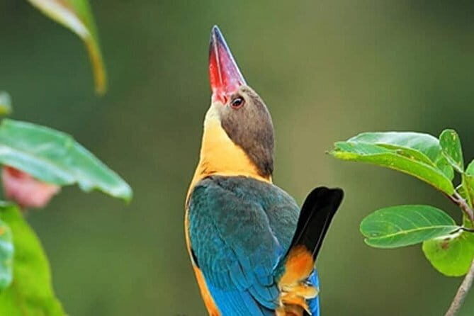 Muthurajawela Bird Watching Tour From Colombo & Negombo - Exploring the Muthurajawela Bird Watching Tour in Detail
