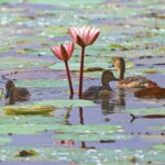 Muthurajawela Bird Watching Tour from Negombo and Colombo - Who Should Consider This Tour?
