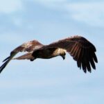 Muthurajawela Bird Watching Tour from Negombo / Colombo - The Itinerary in Detail