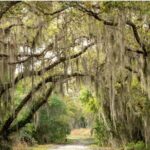 Myakka State Park E-bike Safari - A Deep Dive into the Myakka E-bike Safari Experience