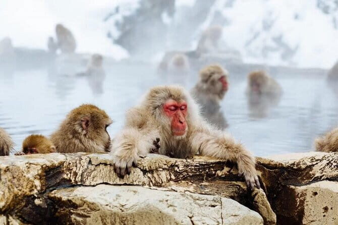 Myoko and Madarao Day Tour Snow Monkeys, Zenkoji and Sake - Considerations Before Booking