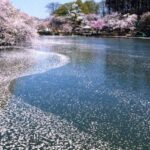 Nagano: 1-Day Snow Monkey & Cherry Blossom Tour in Spring - Exploring the Nagano Snow Monkey & Cherry Blossom Tour in Detail