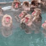 Nagano Full Day Private Tour: Zenkoji Temple, by Car - FAQs