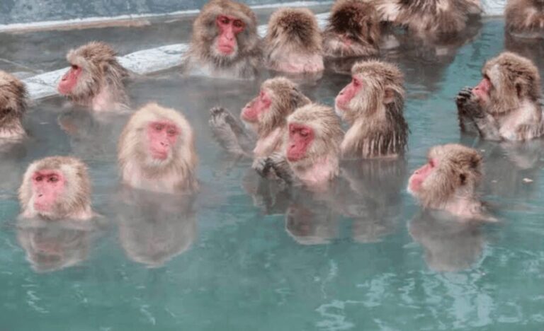 Nagano Full Day Private Tour: Zenkoji Temple, by Car - FAQs