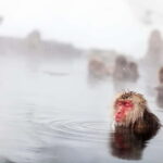 Nagano Private: Snow Monkeys & Obuse Hokusai, Sake, Miso - Who is This Tour Best For?