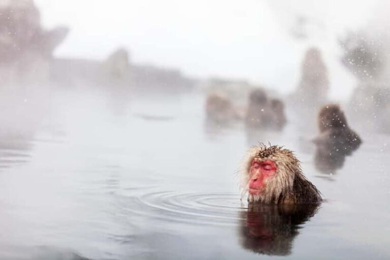 Nagano Private: Snow Monkeys & Obuse Hokusai, Sake, Miso - Who is This Tour Best For?