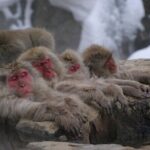 Nagano Snow Monkey 1 Day Tour with Beef Sukiyaki Lunch from Tokyo - Who Will Love This Tour?